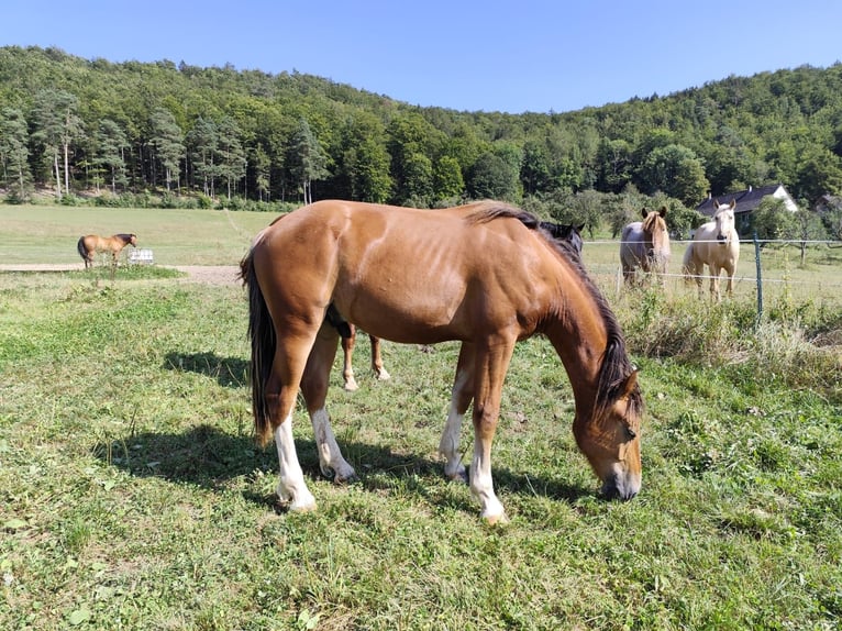 Freiberg / Franches Montagnes Stallone 2 Anni 155 cm Baio in Barenburg