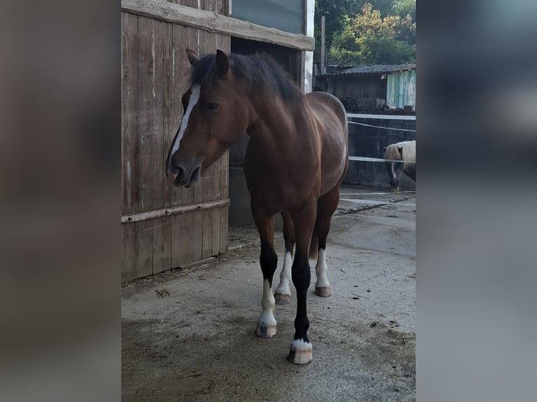 Freiberg / Franches Montagnes Stallone 2 Anni 159 cm Baio in Gräfenberg