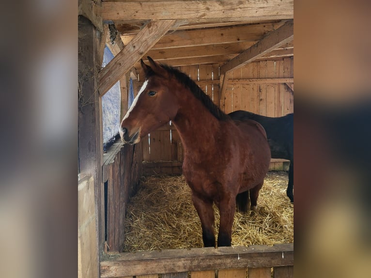 Freiberg / Franches Montagnes Stallone 2 Anni 159 cm Baio in Gräfenberg