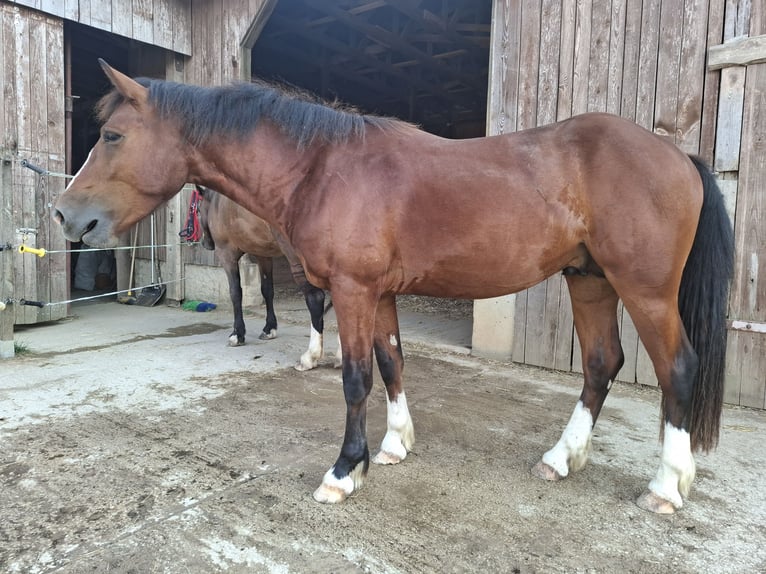 Freiberg / Franches Montagnes Stallone 2 Anni 159 cm Baio in Gräfenberg