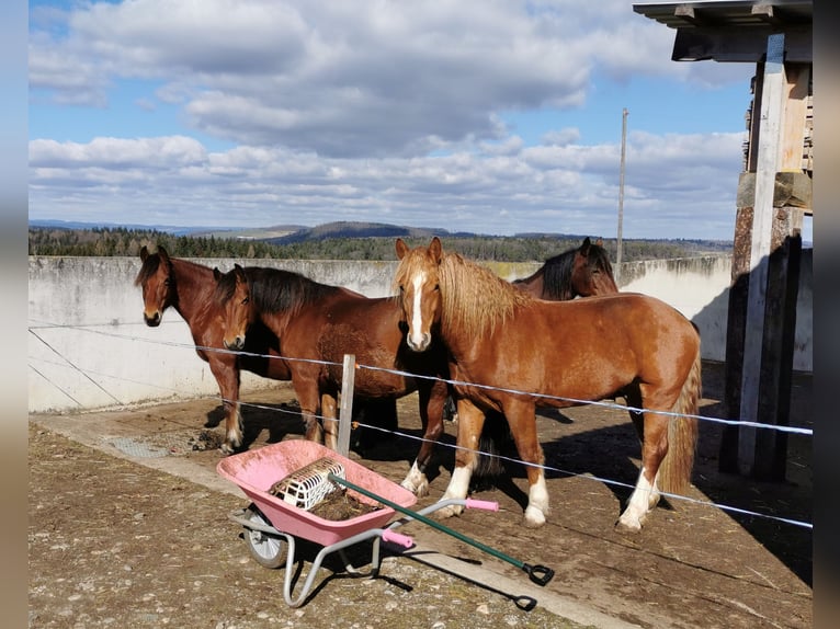 Freiberg / Franches Montagnes Stallone 8 Anni 155 cm Sauro in Zeihen