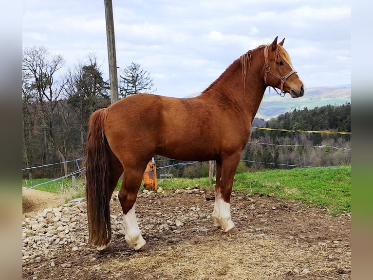 Freiberg / Franches Montagnes Stallone 8 Anni 155 cm Sauro in Zeihen