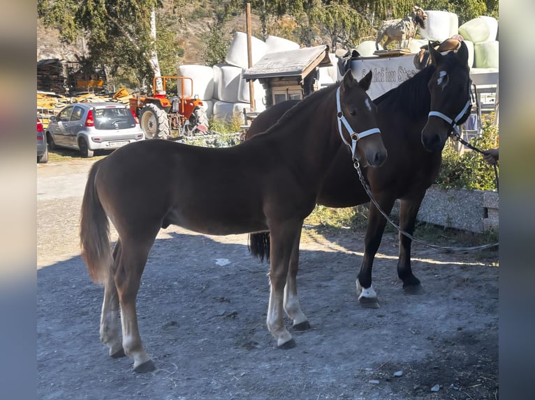 Freiberg / Franches Montagnes Stallone Puledri (03/2026) 153 cm Sauro scuro in Agarn