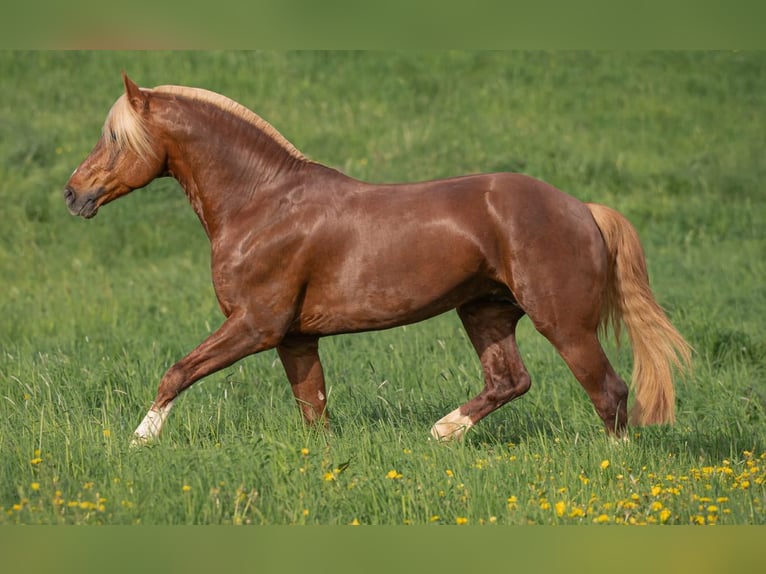 Freiberg / Franches Montagnes Stallone Puledri (04/2025) 155 cm Baio in Wissen