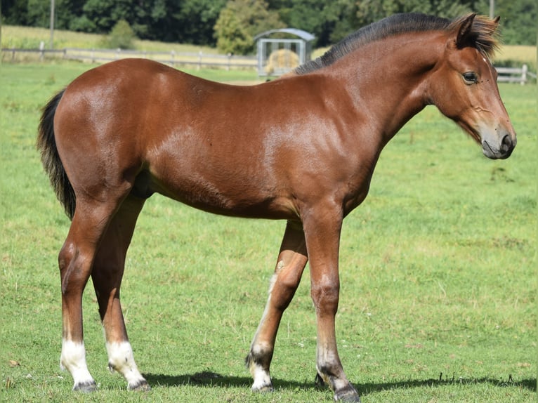 Freiberg / Franches Montagnes Stallone Puledri (04/2025) 155 cm Baio in Wissen