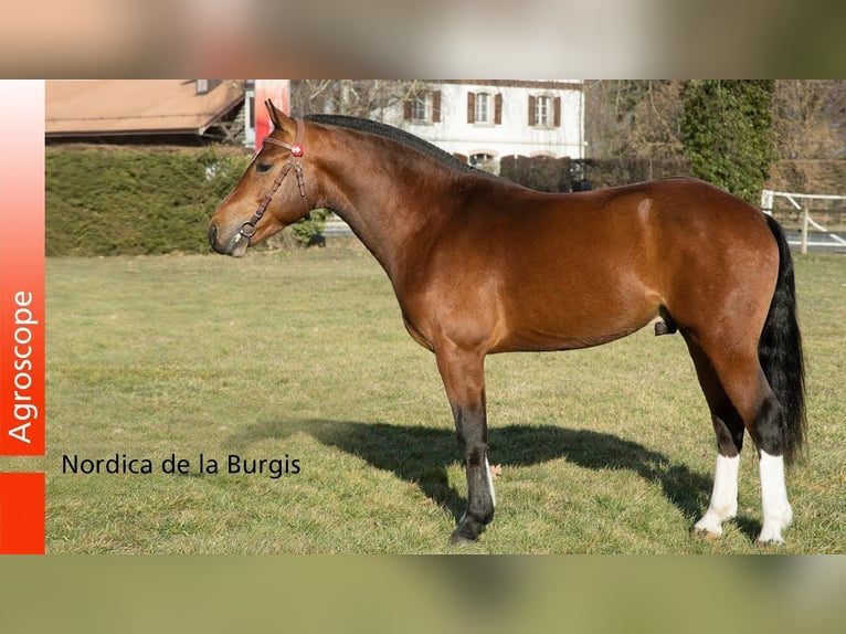 Freiberg / Franches Montagnes Stallone Puledri (04/2026) 155 cm Baio scuro in Montfavergier
