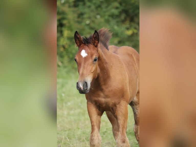 Freiberg / Franches Montagnes Stallone Puledri (04/2026) 158 cm  in Niederneisen