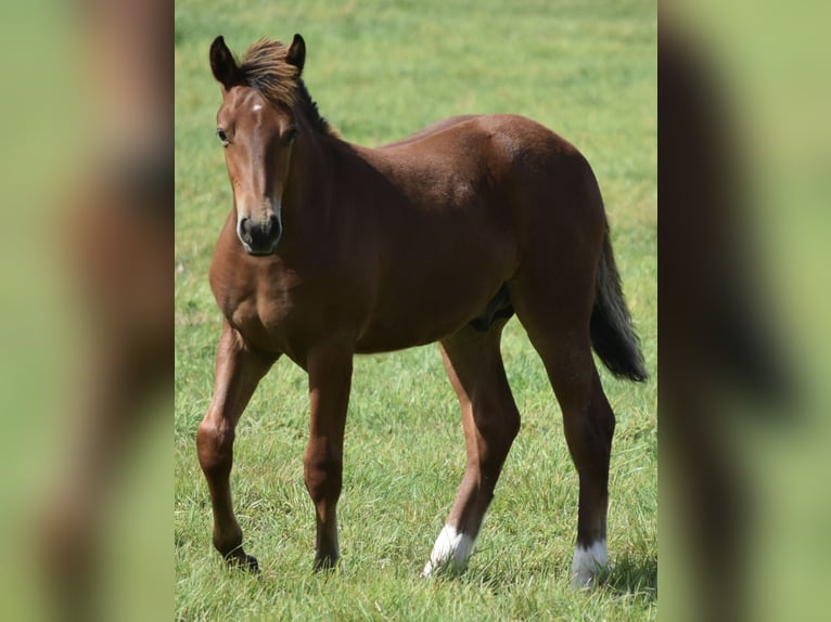 Freiberg / Franches Montagnes Stallone Puledri (04/2025) 160 cm Baio in Wissen