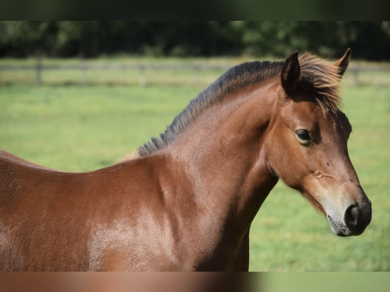 Freiberg / Franches Montagnes Stallone Puledri (04/2025) 160 cm Baio in Wissen