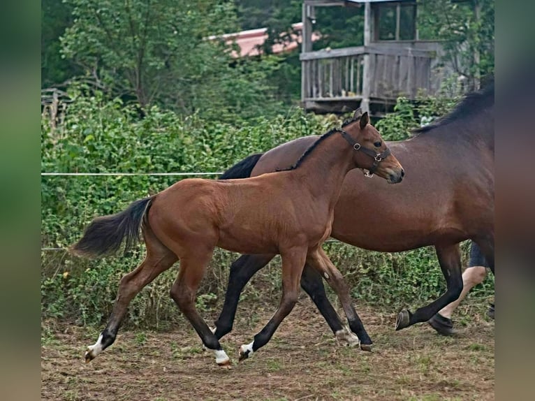Freiberg / Franches Montagnes Stallone Puledri (03/2026) 163 cm Baio in Le Bemont JU