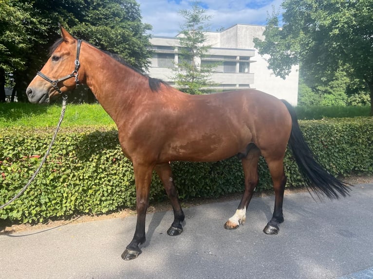 Freiberger Caballo castrado 10 años 157 cm Castaño in Dietikon