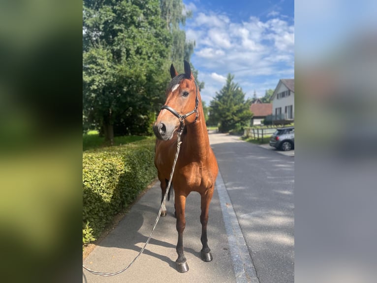 Freiberger Caballo castrado 10 años 157 cm Castaño in Dietikon