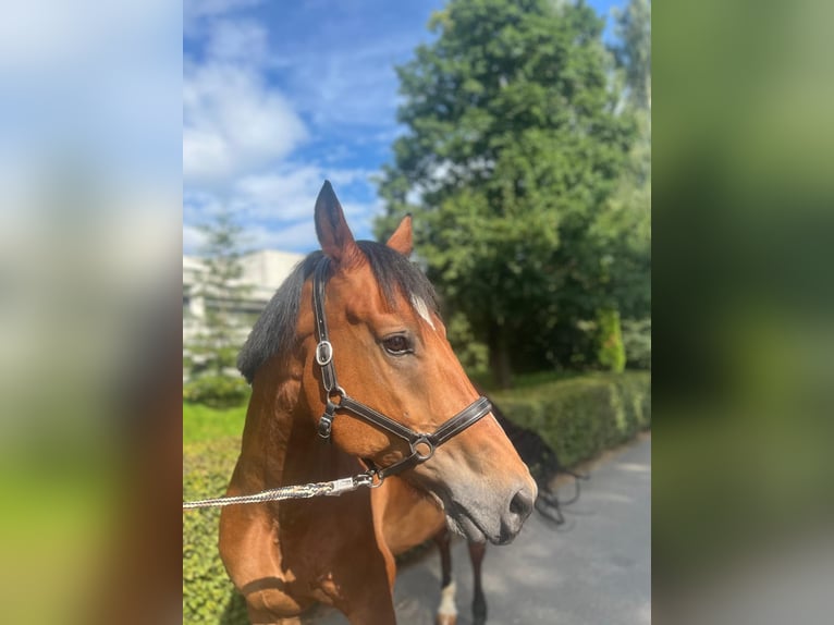 Freiberger Caballo castrado 10 años 157 cm Castaño in Dietikon