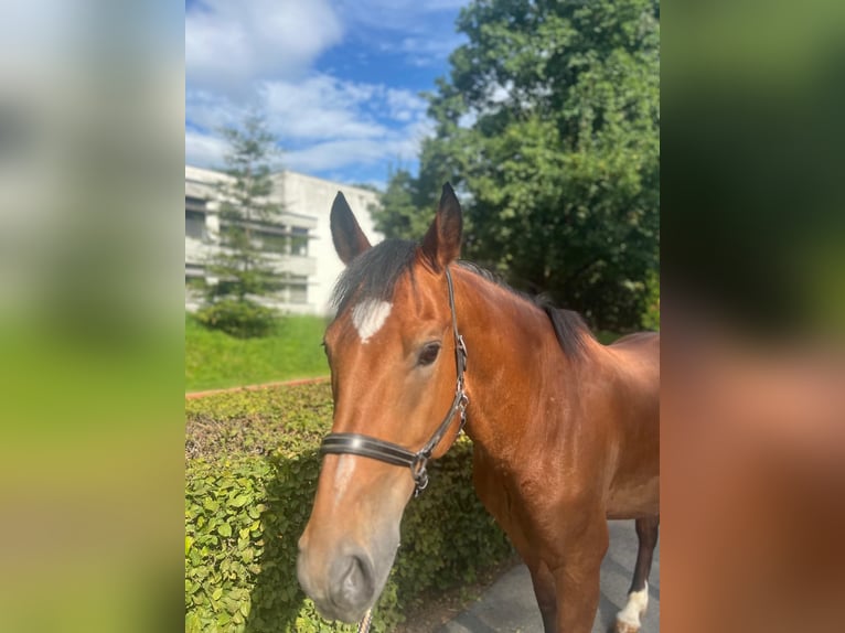 Freiberger Caballo castrado 10 años 157 cm Castaño in Dietikon