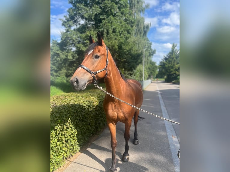 Freiberger Caballo castrado 10 años 157 cm Castaño in Dietikon