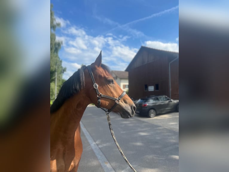 Freiberger Caballo castrado 10 años 157 cm Castaño in Dietikon