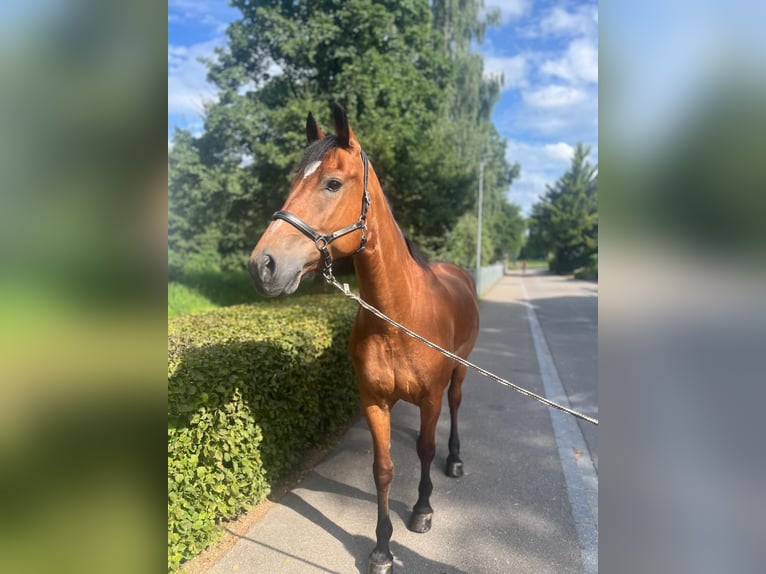 Freiberger Caballo castrado 10 años 157 cm Castaño in Dietikon