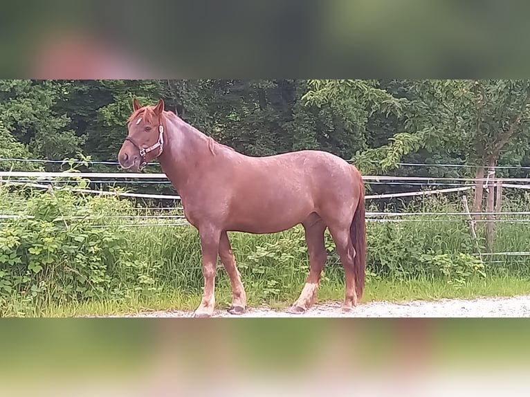 Freiberger Caballo castrado 10 años 159 cm Alazán-tostado in Märwil