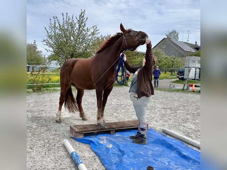 Freiberger Caballo castrado 10 años 159 cm Alazán-tostado in Märwil