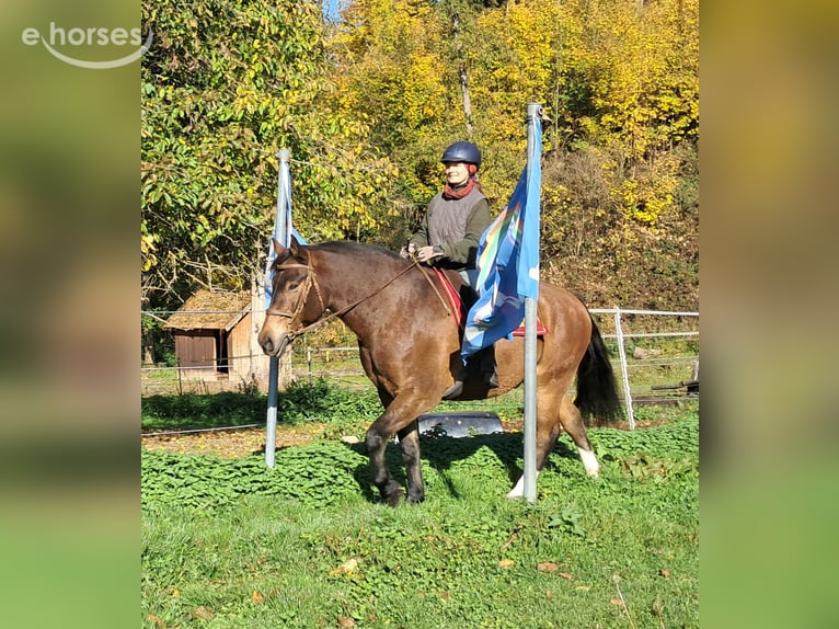 Freiberger Caballo castrado 10 años 160 cm Castaño in Bayerbach