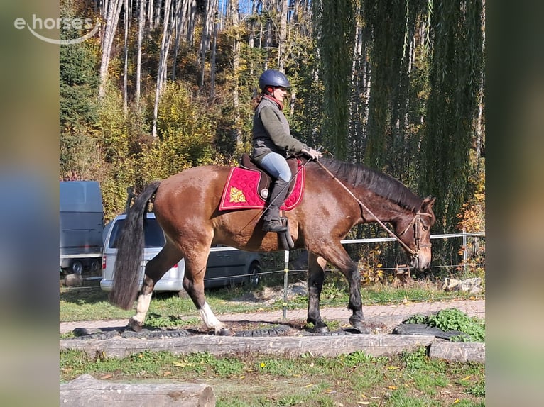 Freiberger Caballo castrado 10 años 160 cm Castaño in Bayerbach