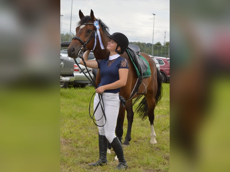 Freiberger Caballo castrado 10 años 160 cm Castaño in Biezwil