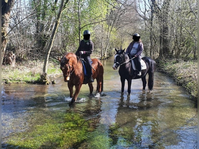 Freiberger Caballo castrado 10 años 162 cm Castaño in Altötting