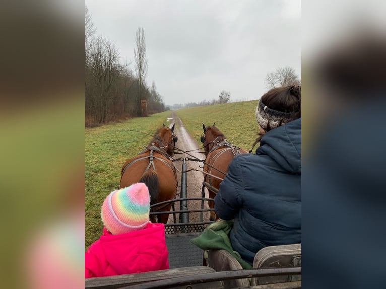 Freiberger Caballo castrado 10 años 163 cm in Neuried