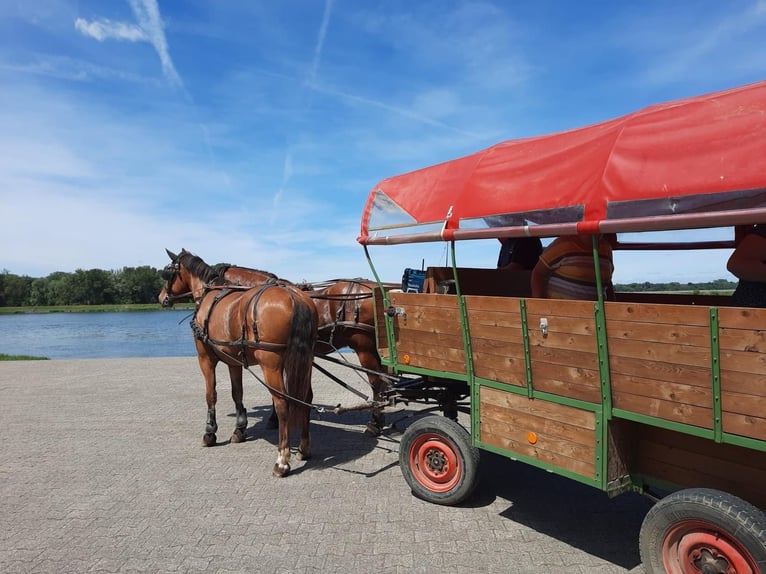 Freiberger Caballo castrado 10 años 163 cm in Neuried