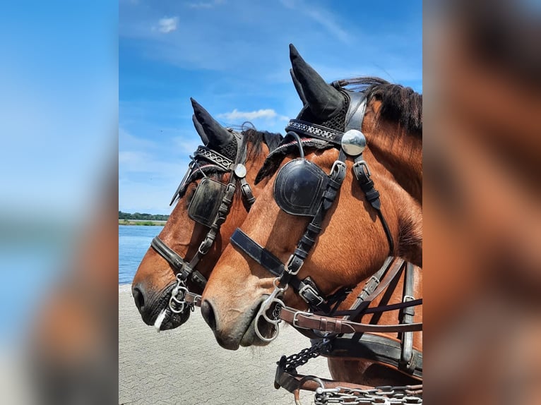 Freiberger Caballo castrado 10 años 163 cm in Neuried