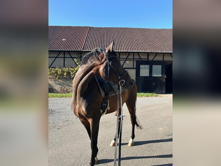 Freiberger Caballo castrado 10 años 163 cm Castaño in Mosbach