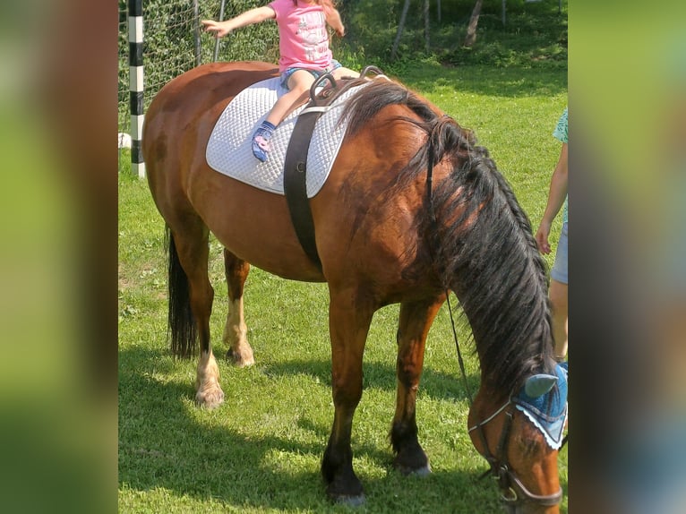 Freiberger Caballo castrado 10 años 165 cm Castaño in Birkenfeld
