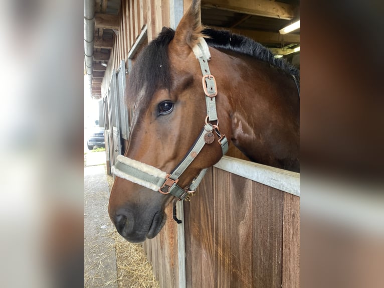 Freiberger Caballo castrado 10 años 168 cm Castaño oscuro in Berg