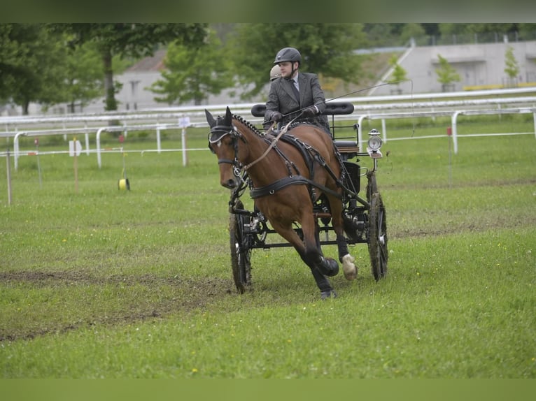 Freiberger Caballo castrado 10 años in Lobsigen