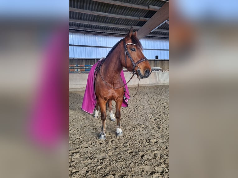 Freiberger Caballo castrado 11 años 152 cm Castaño in Aystetten