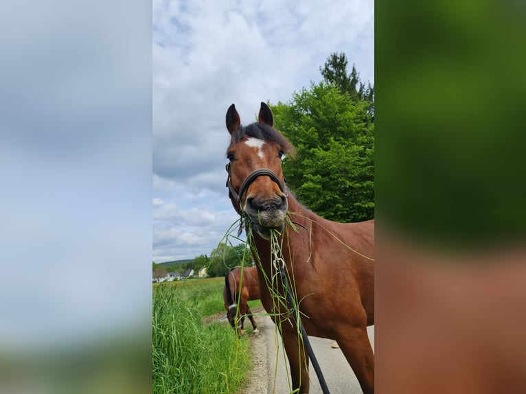 Freiberger Caballo castrado 11 años 152 cm Castaño in Aystetten