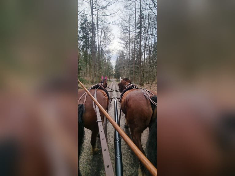 Freiberger Caballo castrado 11 años 152 cm Castaño in Aystetten