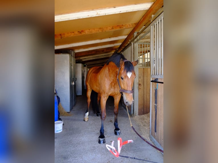 Freiberger Caballo castrado 11 años 157 cm Castaño in Dietikon