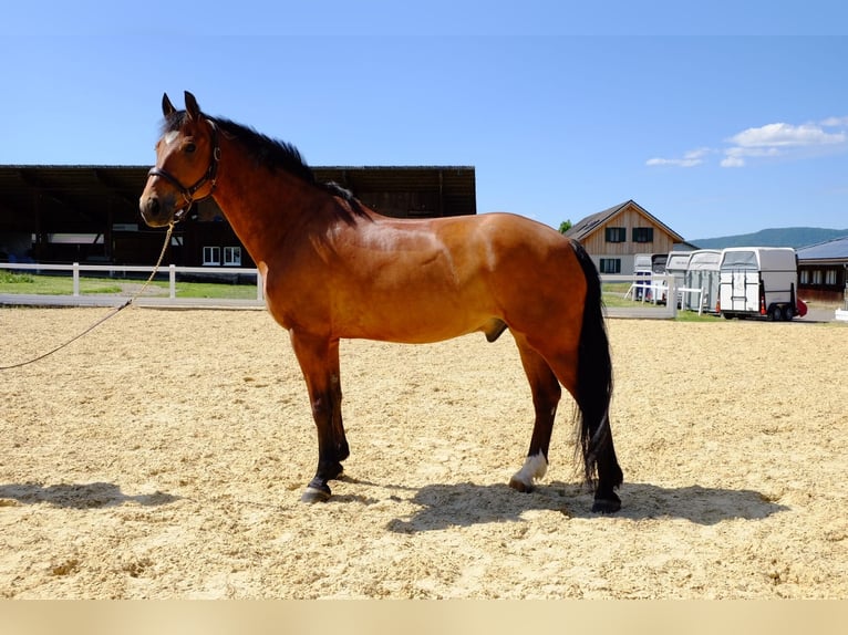 Freiberger Caballo castrado 11 años 157 cm Castaño in Dietikon