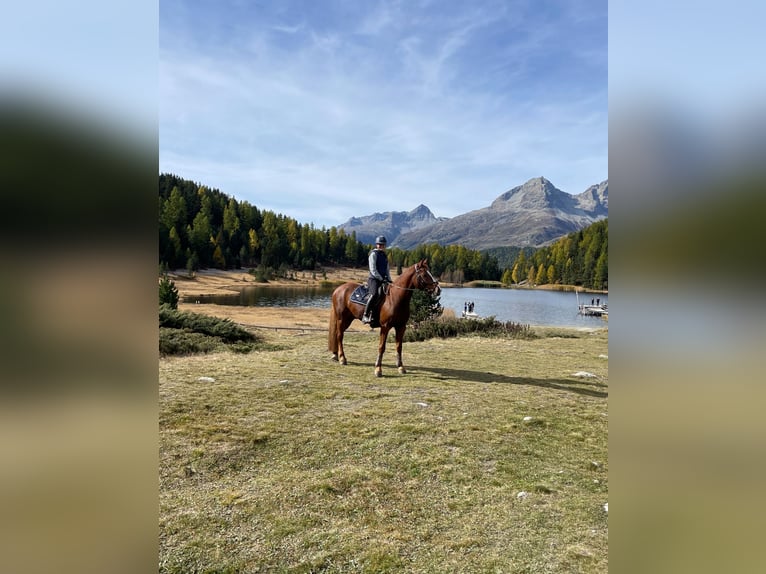 Freiberger Caballo castrado 11 años 160 cm Alazán in Sihlbrugg