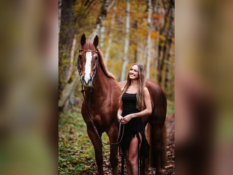 Freiberger Caballo castrado 11 años 160 cm Alazán in Sihlbrugg