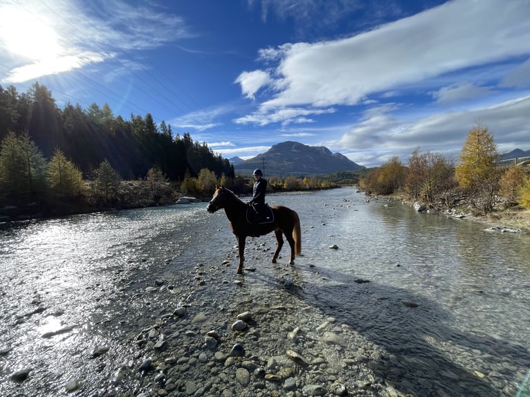 Freiberger Caballo castrado 11 años 160 cm Alazán in Sihlbrugg