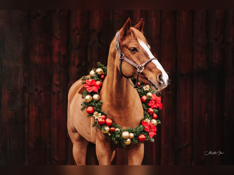 Freiberger Caballo castrado 11 años 160 cm Alazán in Sihlbrugg