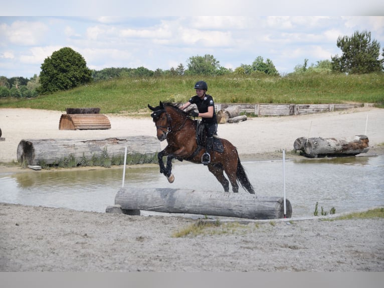 Freiberger Caballo castrado 12 años 141 cm Castaño in Kottwil