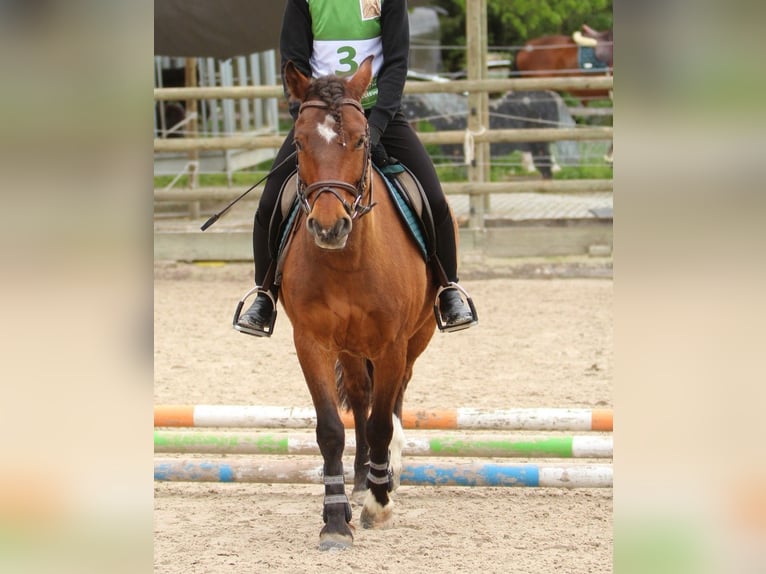 Freiberger Caballo castrado 12 años 141 cm Castaño in Kottwil