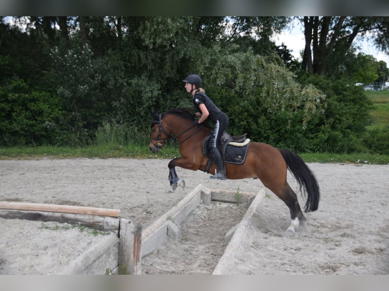 Freiberger Caballo castrado 12 años 141 cm Castaño in Kottwil