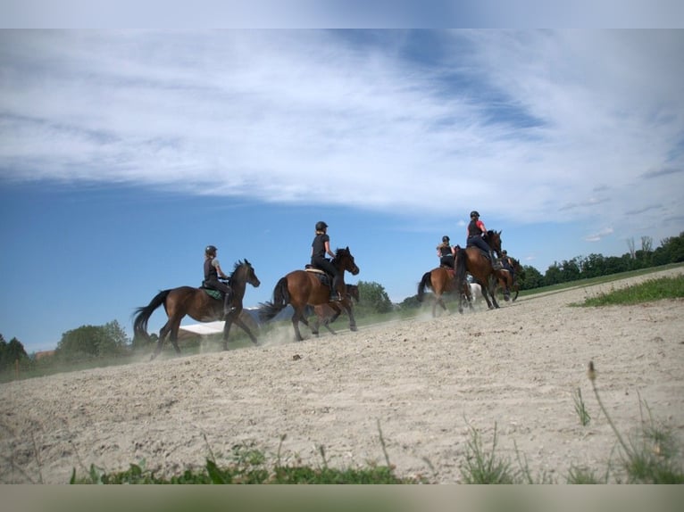Freiberger Caballo castrado 12 años 141 cm Castaño in Kottwil