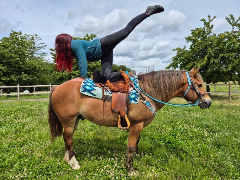 Freiberger Mestizo Caballo castrado 12 años 156 cm Alazán in Linkenbach