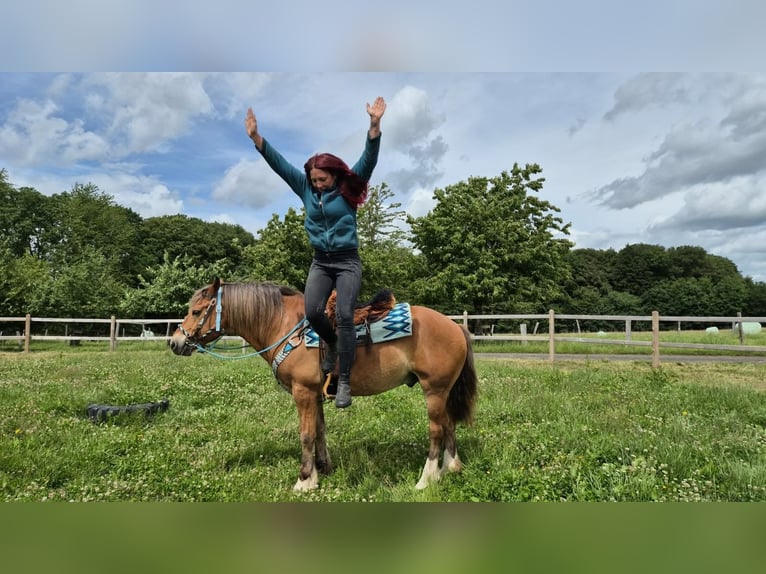 Freiberger Mestizo Caballo castrado 12 años 156 cm Alazán in Linkenbach