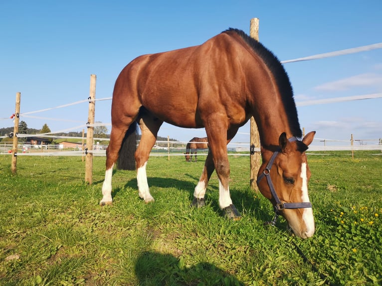 Freiberger Caballo castrado 12 años 159 cm Castaño in Ettiswil